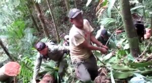 Pelaku Pembalakan Hutan TNKS Ditangkap