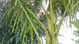 Empat Kecamatan di Rejang Lebong Sentra Tanaman Aren