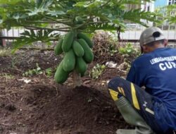 Mulai Panen, Budidaya Pepaya Lapas Curup Berhasil