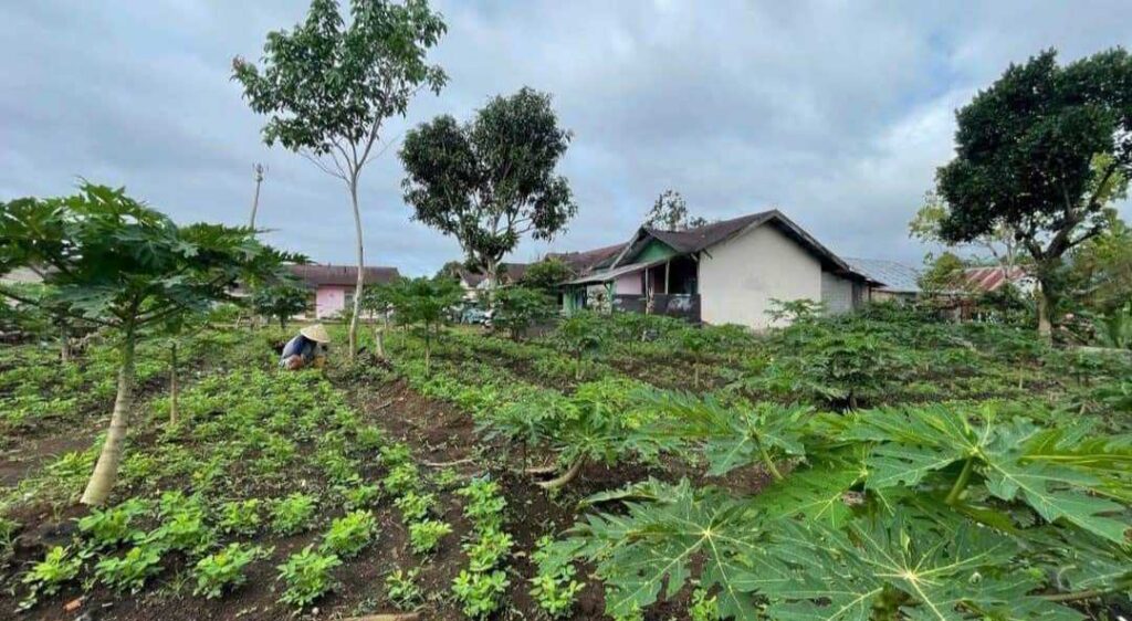 Manfaatkan Lahan Kosong, Lapas Curup Budidayakan Pepaya Kalifornia