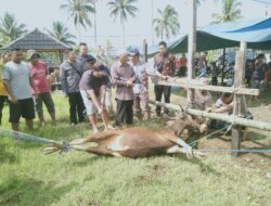 Idul Adha 1444 H, Putra Mas Wigoro Sembelih 11 Ekor Hewan Kurban