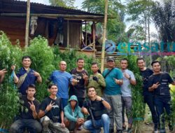 Temuan Ladang Ganja di Rejang Lebong, Polisi Amankan Pelaku