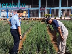 Lapas Curup Manfaatkan Lapangan Upacara Untuk Budidaya Bawang Merah
