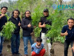 Tanam Ganja, Pria Paruh Baya Diringkus Tim Macan Suban