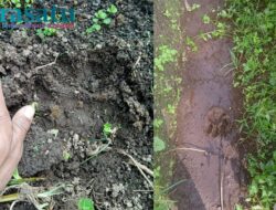 Warga Selupu Rejang Temukan Jejak Binatang Buas di Lahan Pertanian