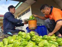 Maksimalkan Pemanfaatan Lahan, Lapas Curup Panen Perdana Labu Siam