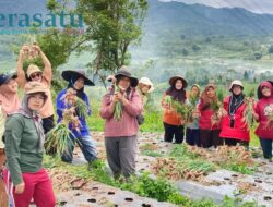 Desa Suban Ayam Panen Bawang Merah, Wujudkan Program Ketahanan Pangan
