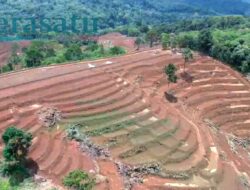 Cetak Sawah Rp50 Miliar di Rejang Lebong Belum Dimanfaatkan, Terkendala Jaringan Irigasi