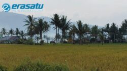Kemarau Mulai Ganggu Sawah Rejang Lebong, Petani Diimbau Tunda Tanam