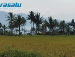 Kemarau Mulai Ganggu Sawah Rejang Lebong, Petani Diimbau Tunda Tanam